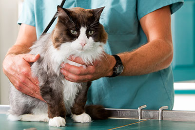 pet getting it's annual checkup at the vet