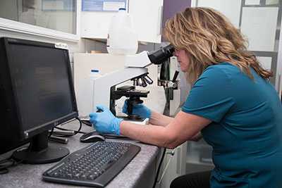 lab technician uses microscope to check small animals blood work