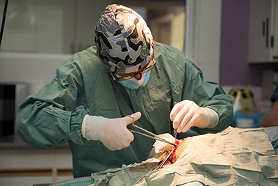 Veterinarians at our clinic performing routine or emergency surgery on a pet